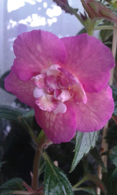  - Achimenes Nia 2020