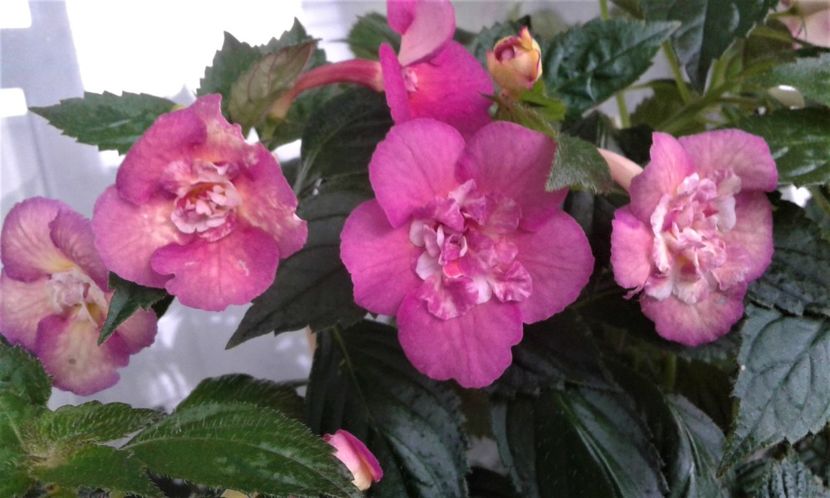  - Achimenes Nia 2020