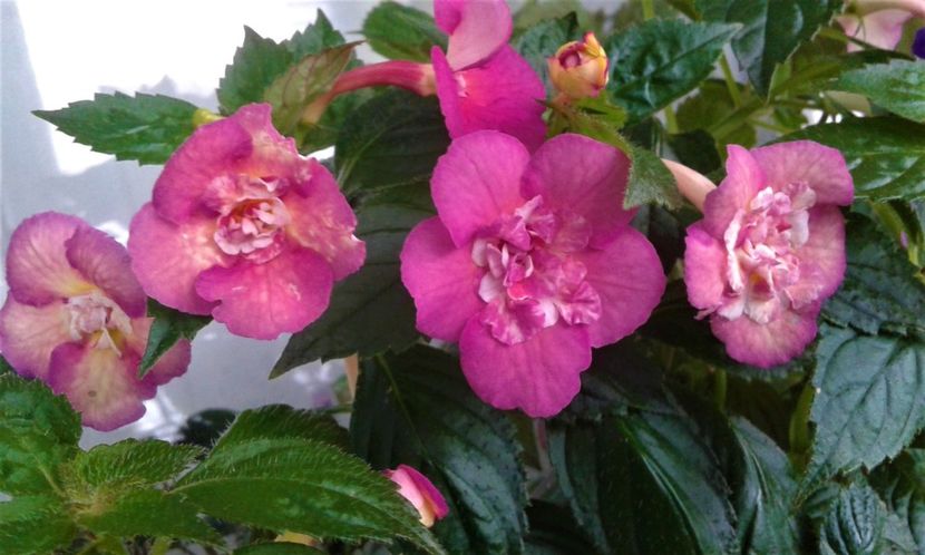  - Achimenes Nia 2020