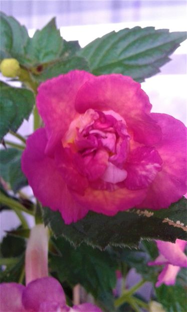  - Achimenes Nia 2020