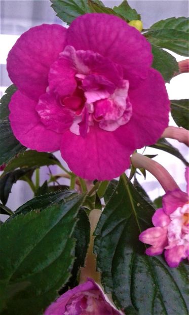  - Achimenes Nia 2020