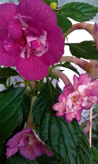  - Achimenes Nia 2020