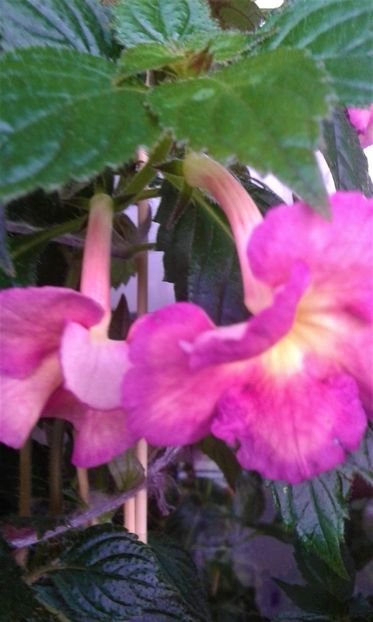  - Achimenes Nia 2020