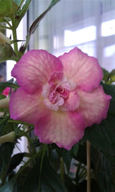  - Achimenes Nia 2020