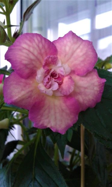  - Achimenes Nia 2020