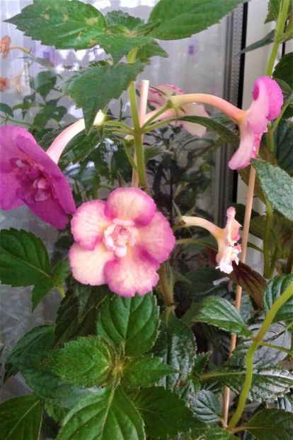  - Achimenes Nia 2020