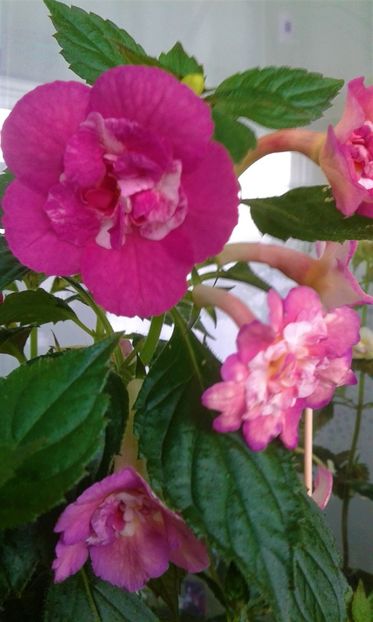  - Achimenes Nia 2020