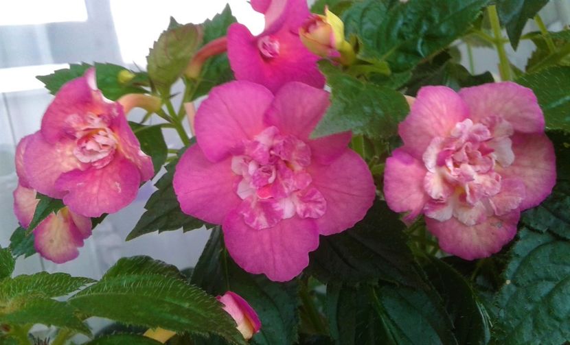  - Achimenes Nia 2020