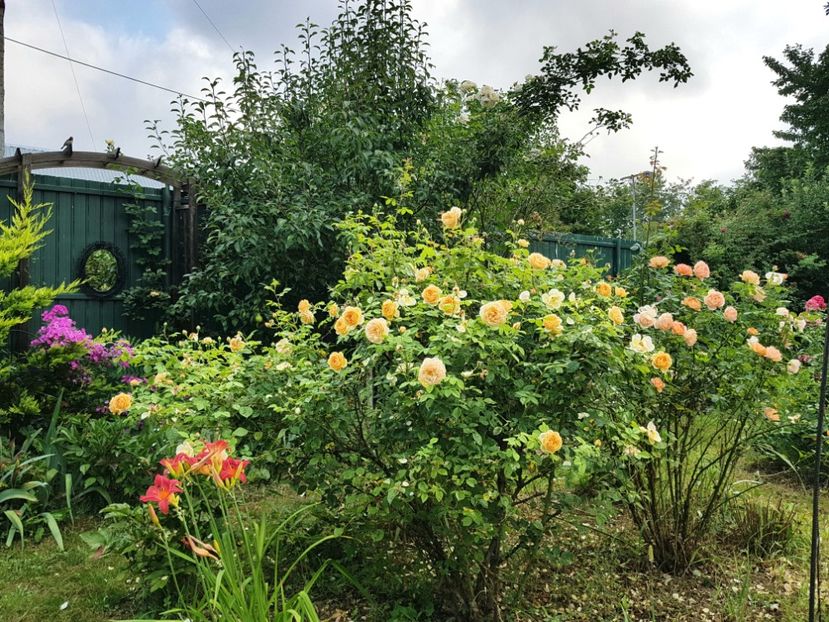  - 2020 Vara_Idilic Garden