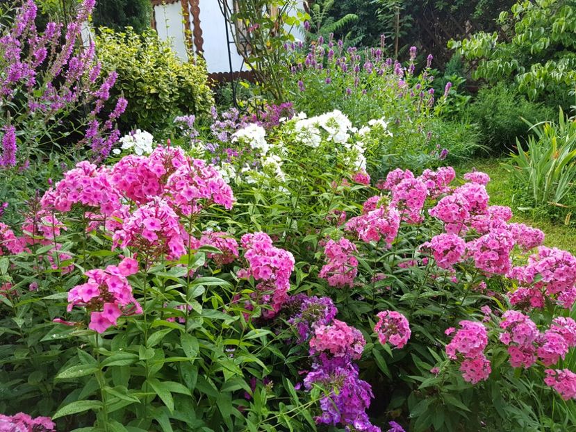  - 2020 Vara_Idilic Garden