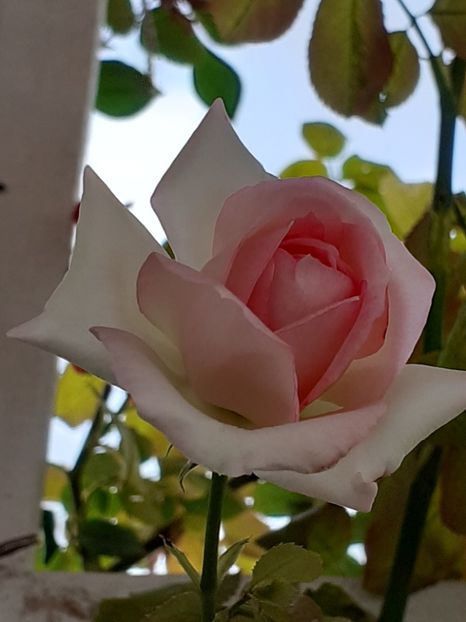 Eden Rose de iulie - Eden Rose 2020