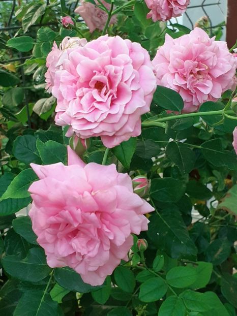  - Heillige Elisabeth 2020