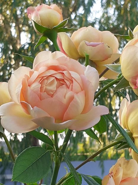  - Lady of Shalott 2020