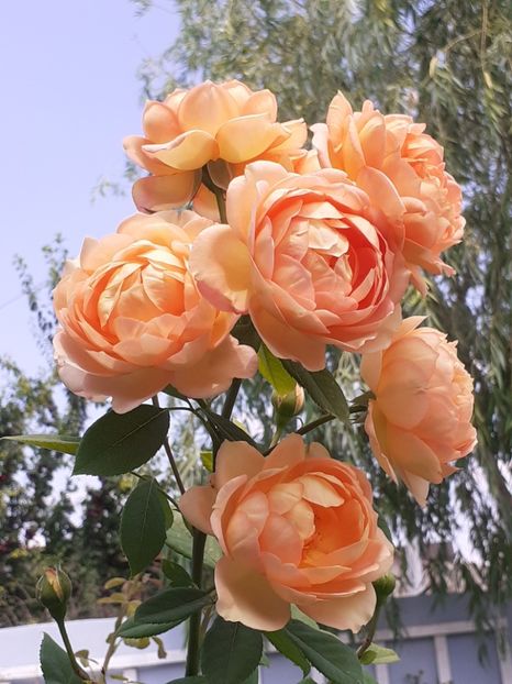  - Lady of Shalott 2020