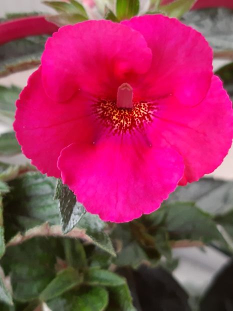 BriD’s Mira - Achi din semințe BriDs 2020