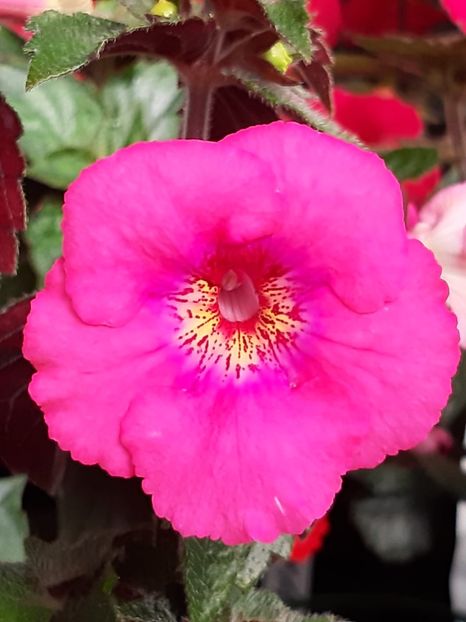 BriD’s Desiree - Achi din semințe BriDs 2020