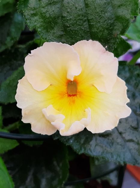 BriD’s Sonnenschein - Achi din semințe BriDs 2020