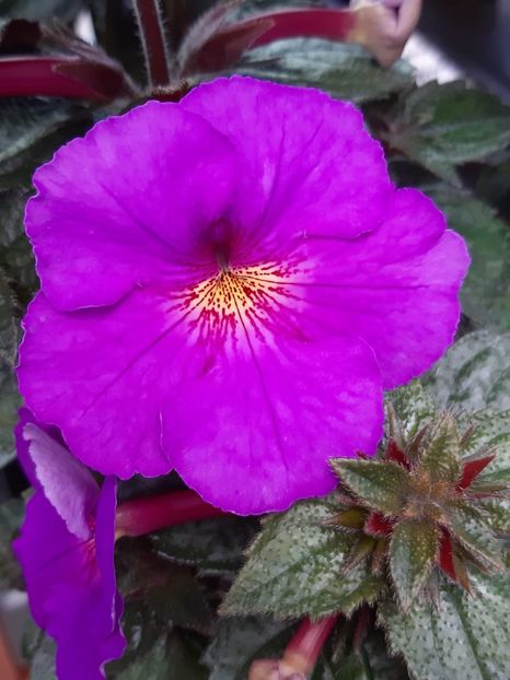 BriD’s Gela - Achi din semințe BriDs 2020