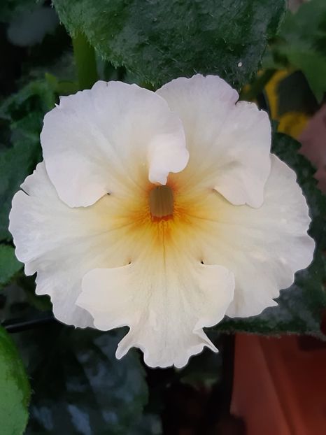 BriD’s Sonnenschein - Achi din semințe BriDs 2020