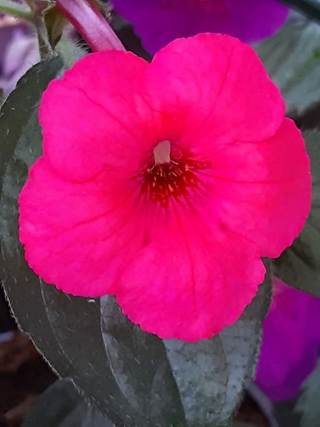 BriD’s Shona - Achi din semințe BriDs 2020