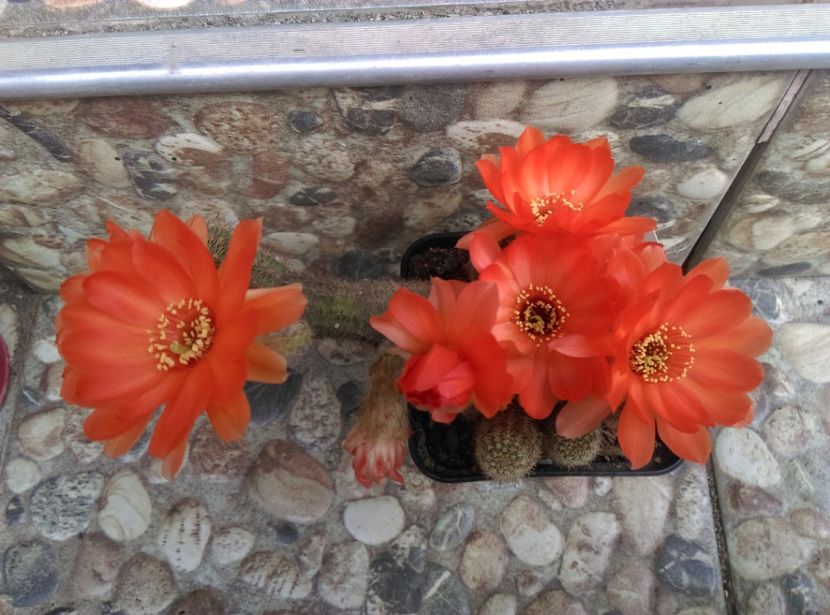  - Chamaecereus