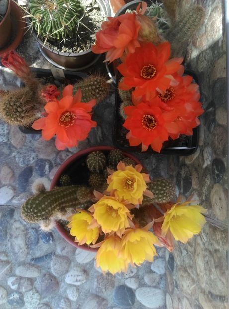 - Chamaecereus
