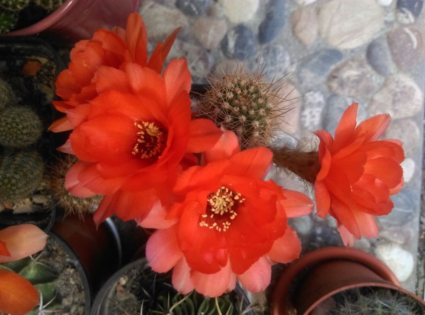  - Chamaecereus