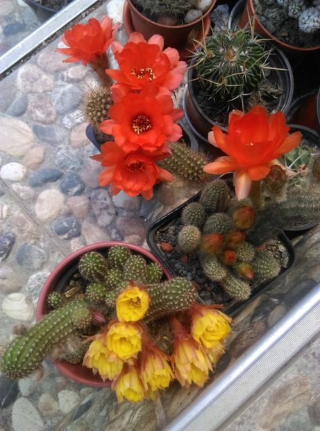  - Chamaecereus