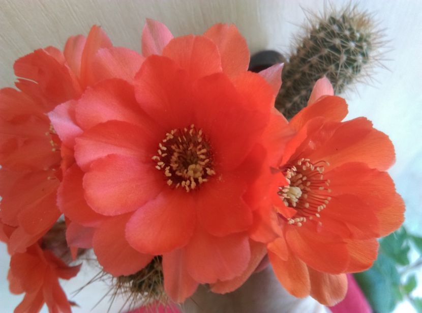  - Chamaecereus