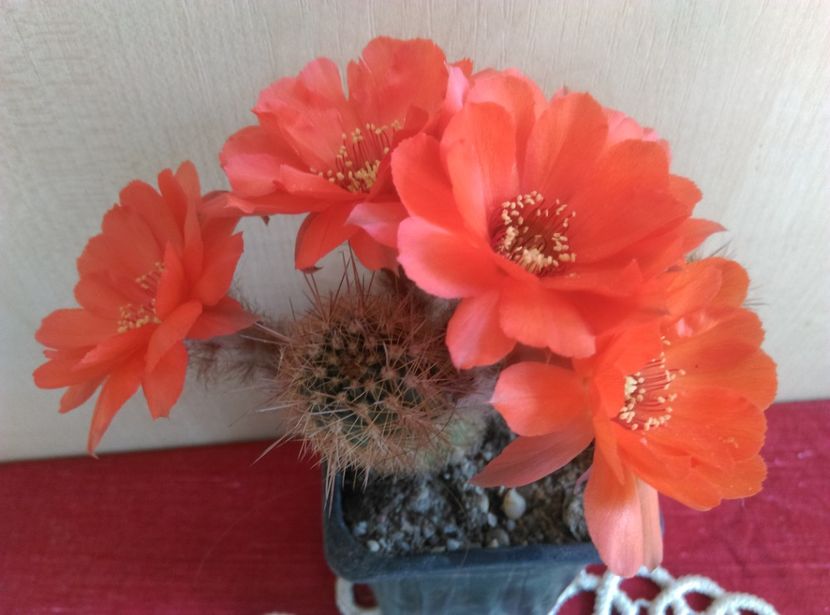  - Chamaecereus