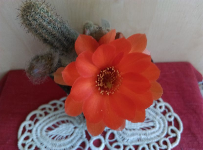  - Chamaecereus