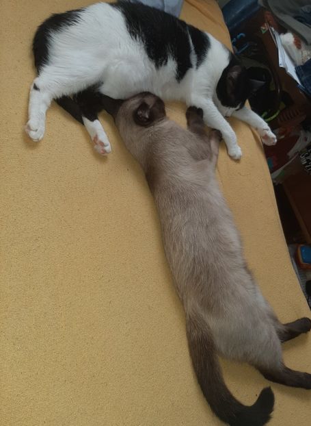  - Pisicii mei iulie 2020