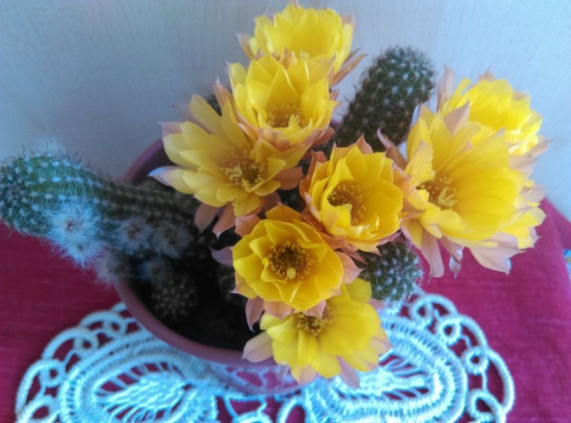  - Chamaecereus