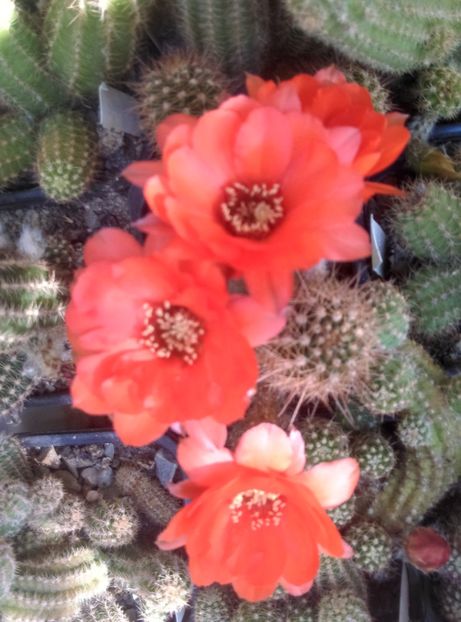  - Chamaecereus