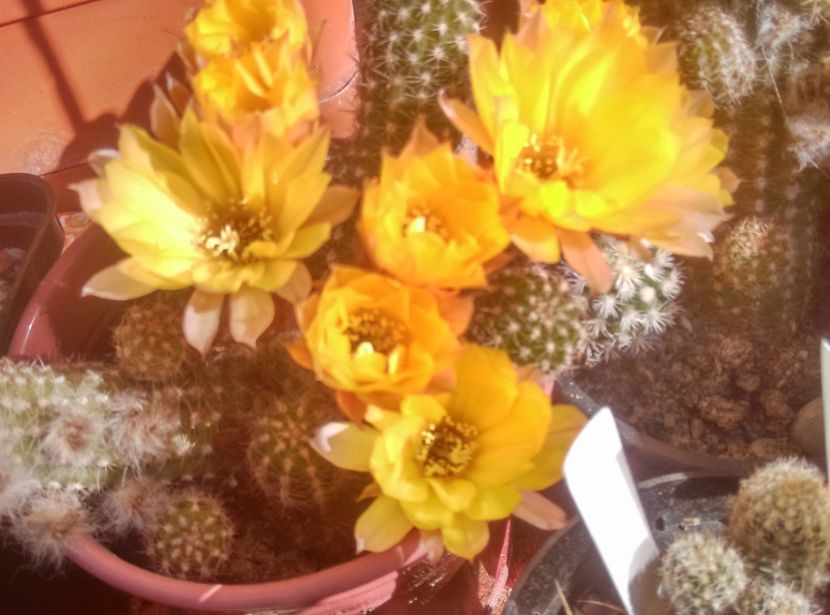  - Chamaecereus