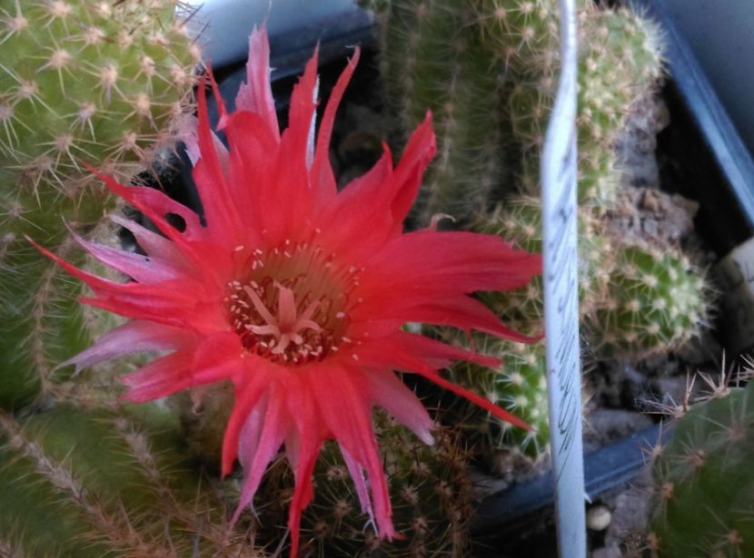  - Chamaecereus
