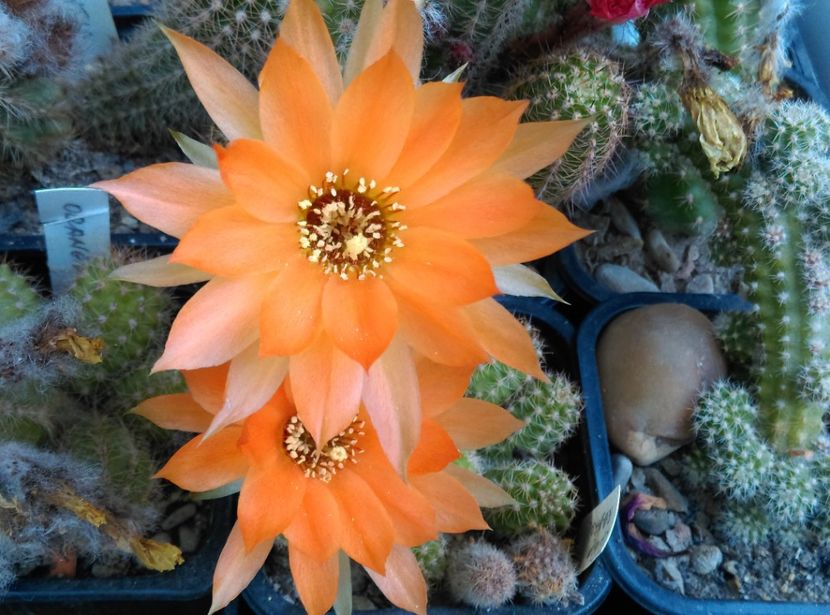  - Chamaecereus
