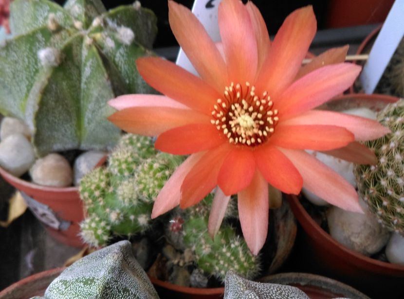 - Chamaecereus