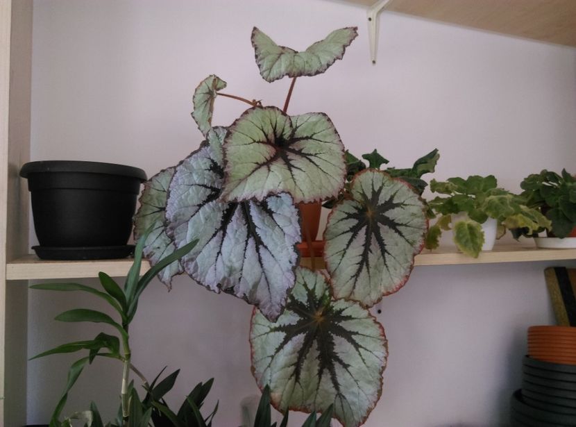  - Begonii decorative prin frunze