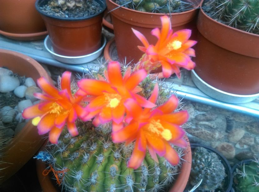  - Cactusi suculente 2020