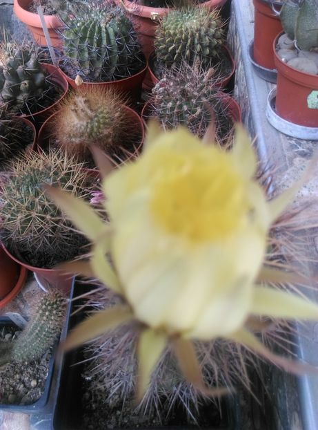  - Cactusi suculente 2020