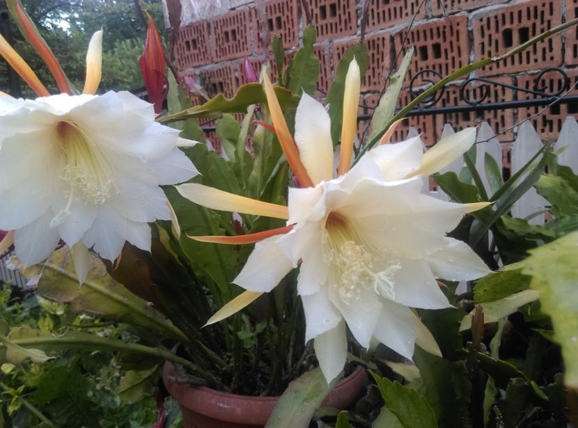  - Cactusi suculente 2020