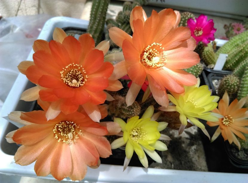  - Cactusi suculente 2020