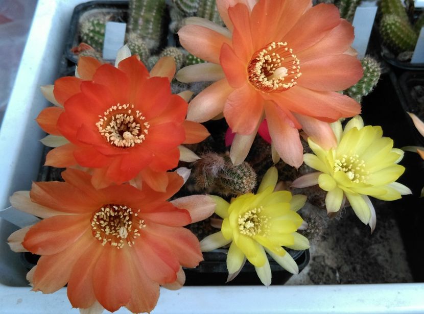  - Cactusi suculente 2020