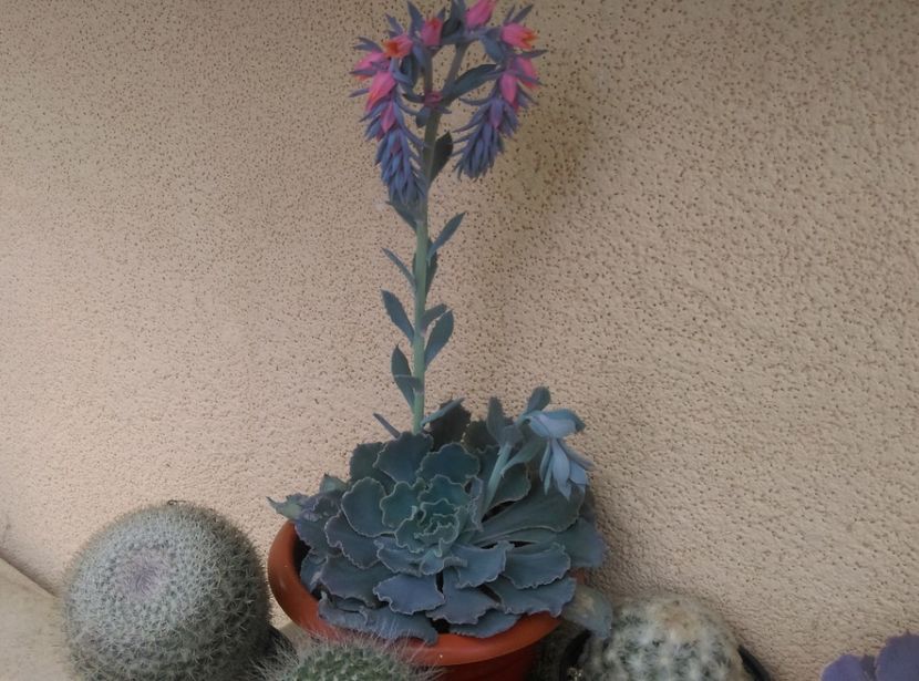  - Cactusi suculente 2020