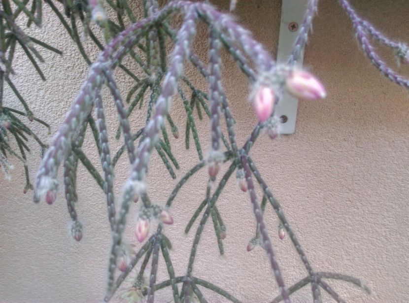  - Cactusi suculente 2020