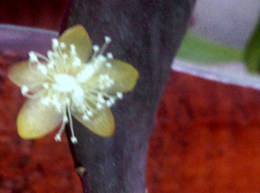  - Cactusi suculente 2020