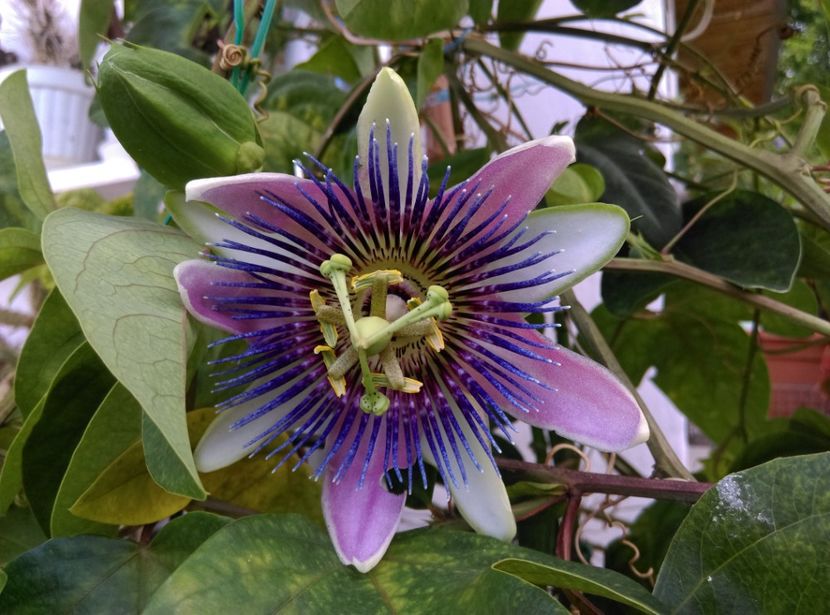  - Passiflora 2020