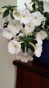 White Glory -poza Erika - Alb - nuante si combinatii