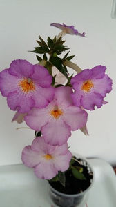 Lavander Flame -Erika - Alb - nuante si combinatii